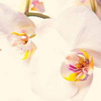 Orchideen-1-200x200