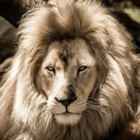 lion-Ian-Lindsay_Pixabay-200x200